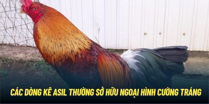 Các dòng kê Asil thường sở hữu ngoại hình cường tráng