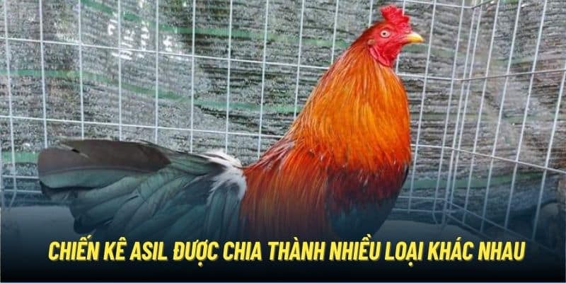 Chiến kê Asil được chia thành nhiều loại khác nhau