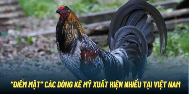 “Điểm mặt” các dòng kê Mỹ xuất hiện nhiều tại Việt Nam