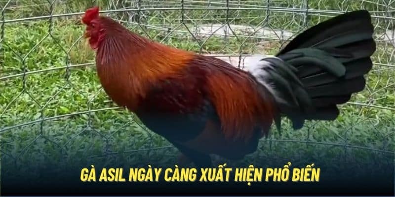 Gà Asil ngày càng xuất hiện phổ biến