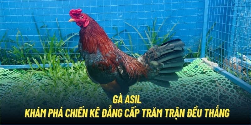 Gà Asil - Tổng Quan Toàn Bộ Thông Tin Về Chiến Kê Oai Phong