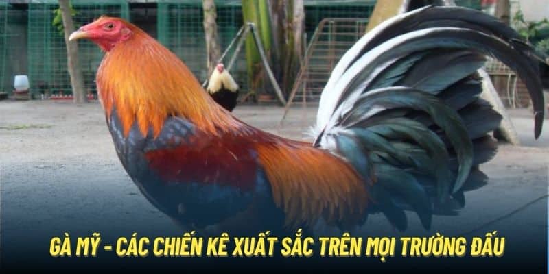 Gà Mỹ - Các Chiến Kê Xuất Sắc, Dũng Mãnh Trên Mọi Trường Đấu