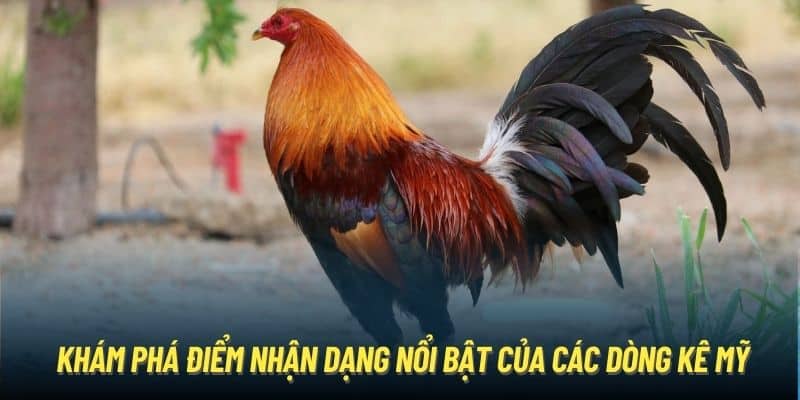 Khám phá điểm nhận dạng nổi bật của các dòng kê Mỹ