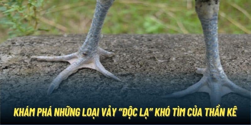 Khám phá những loại vảy “độc lạ” khó tìm của thần kê