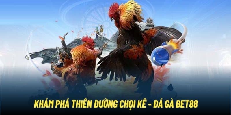 Khám phá thiên đường chọi kê - Đá gà Bet88