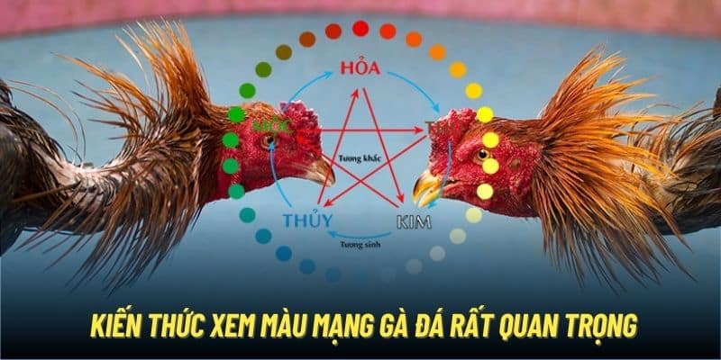 Kiến thức xem màu mạng gà đá rất quan trọng