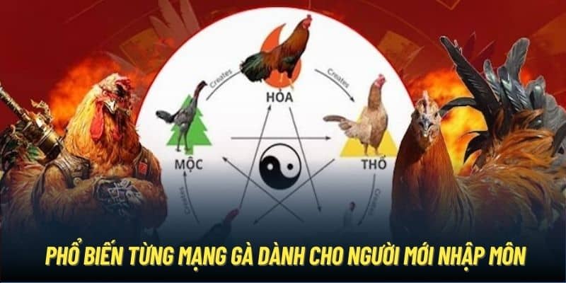 Phổ biến từng mạng gà dành cho người mới nhập môn