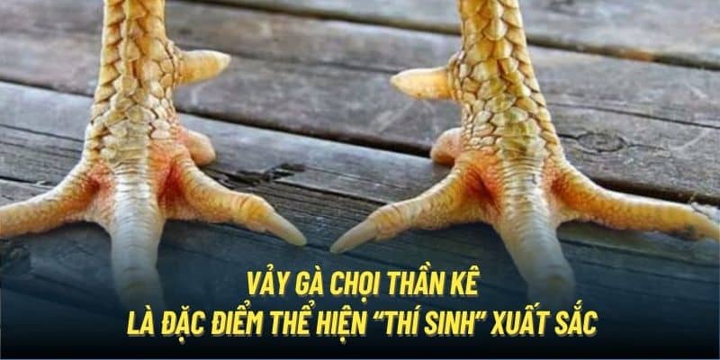 Vảy gà chọi thần kê là đặc điểm thể hiện “thí sinh” xuất sắc