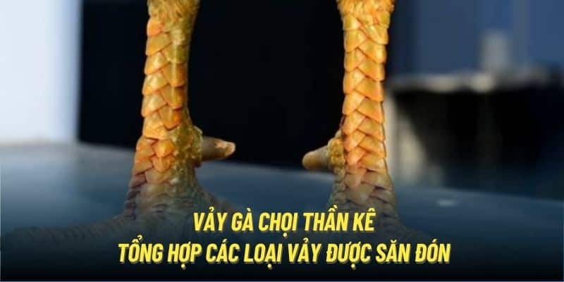 Vảy Gà Chọi Thần Kê | Tổng Hợp Các Loại Vảy Quý Được Săn Đón